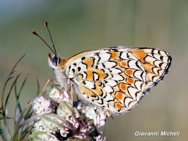 Melitaea phoebe, Melitaea didyma, Issoria lathonia